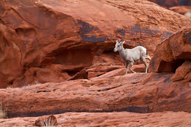 Bighorn On Slickrock